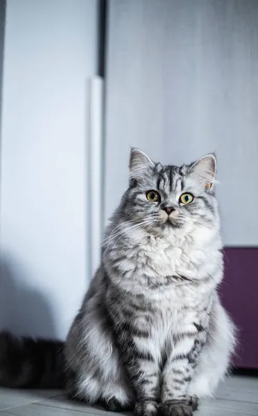 바닥에 앉아 있는 귀여운 페르시아 고양이 — 스톡 사진