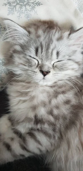 Gatinho persa bonito dorme em casa — Fotografia de Stock