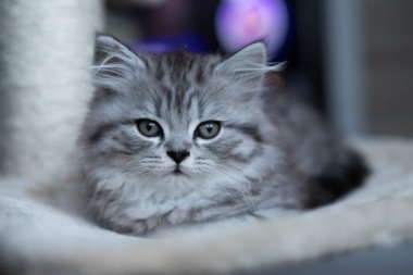  Evdeki kanepede yatan şirin İran kedisi portresi.