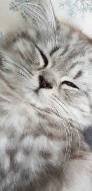  Tatlı İranlı kedi yavrusu evde uyuyor.