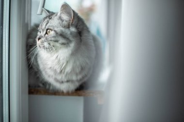  Pencerenin kenarında duran şirin İran kedi portresi