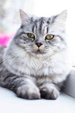  Pencerenin kenarında duran şirin İran kedi portresi