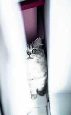  Yerde duran şirin Pers kedi portresi