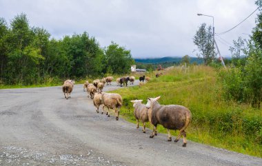 Dağ koyunu yolda yürüyor.