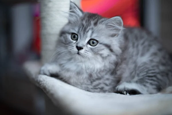 Маленьке перське кошеня, що сидить вдома на дивані. — стокове фото