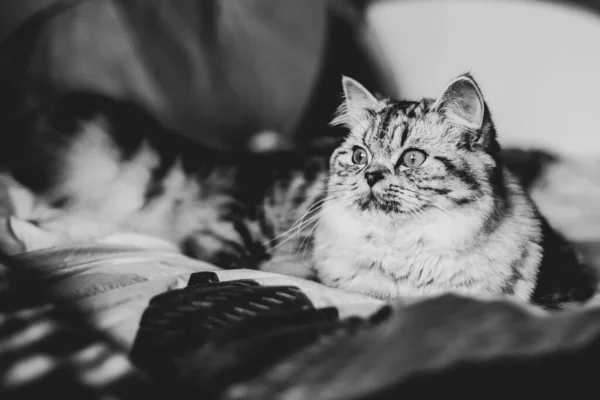 Mignon portrait de chat persan assis sur le canapé — Photo