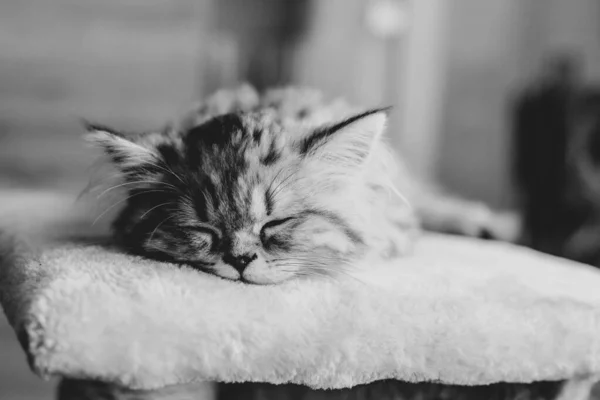 かわいいですペルシャ子猫ベッドオンソファ-ホーム — ストック写真