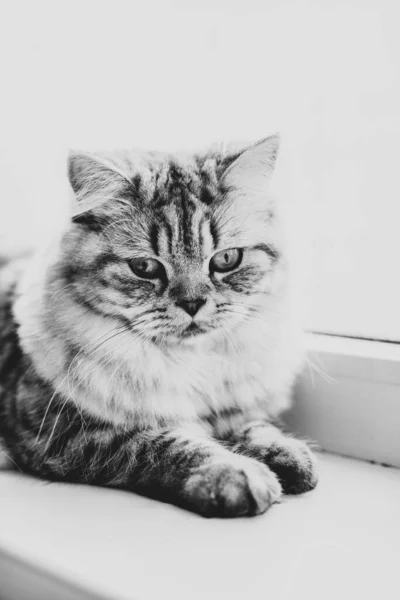 漂亮的波斯猫肖像坐在窗台上 — 图库照片