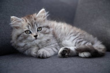  Evdeki kanepede yatan sevimli İran kedisi.