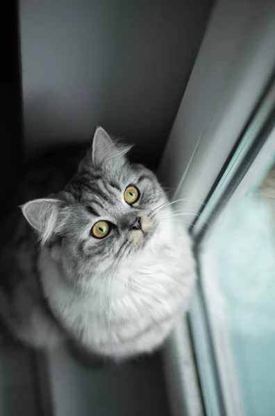 可爱的波斯猫肖像坐在窗边的地板上 — 图库照片