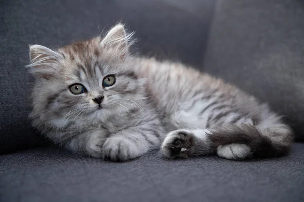 Chaton persan mignon couché sur le canapé à la maison — Photo