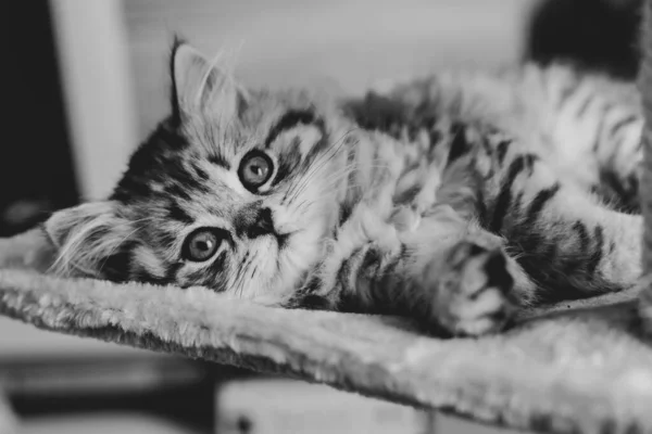 Söt persisk kattunge liggande på soffan hemma — Stockfoto