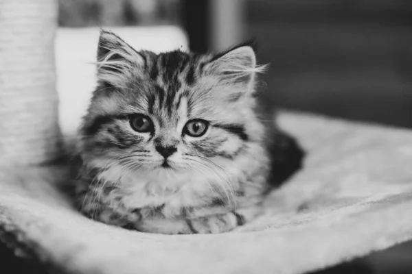 Schattig Perzisch katje liggend op bank thuis — Stockfoto