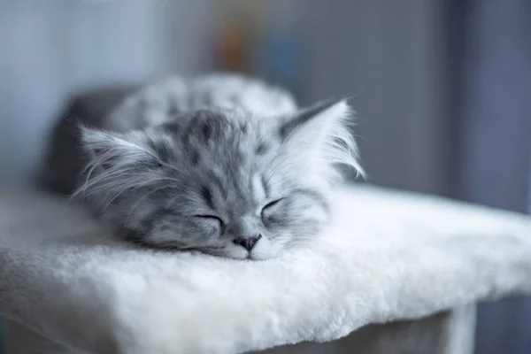 Chaton persan mignon couché sur le canapé à la maison — Photo