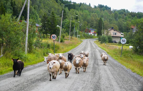 Dağ koyunu yolda yürüyor.