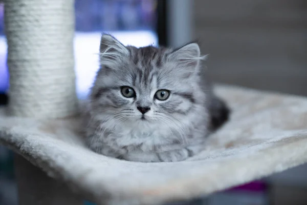 Schattig Perzisch katje liggend op bank thuis — Stockfoto