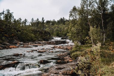 Norveç 'teki ormanlarda kayalar ve şelaleler olan dağ nehri