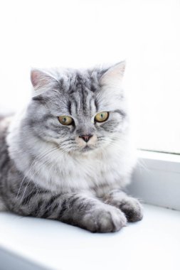  Pencerenin kenarında duran şirin İran kedi portresi