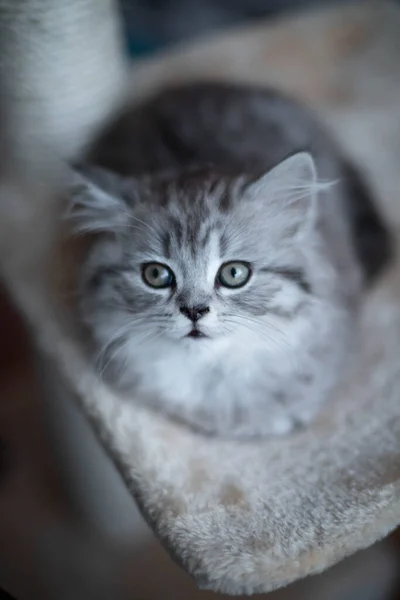 Χαριτωμένο περσικό γατάκι που βρίσκεται στον καναπέ στο σπίτι — Φωτογραφία Αρχείου