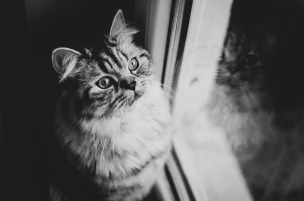 Retrato bonito gato persa sentado no chão perto da janela — Fotografia de Stock