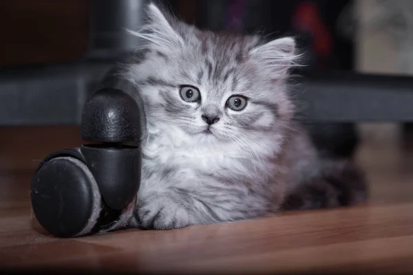 Cute Persian kitten sitting on the floor at home — Stock Photo, Image