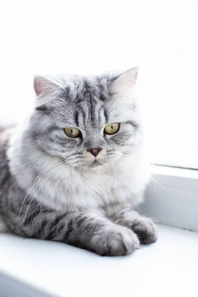 Retrato bonito gato persa sentado no peitoril da janela — Fotografia de Stock