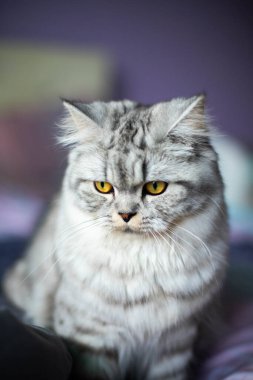  Kanepede oturan şirin İran kedi portresi.