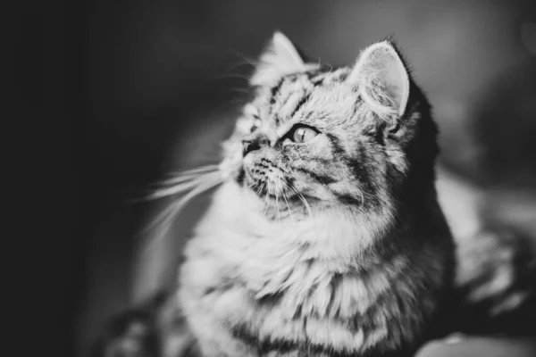 Roztomilý perský kočičí portrét sedící na pohovce — Stock fotografie