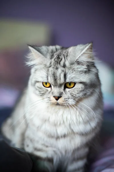 Retrato bonito gato persa sentado no sofá — Fotografia de Stock