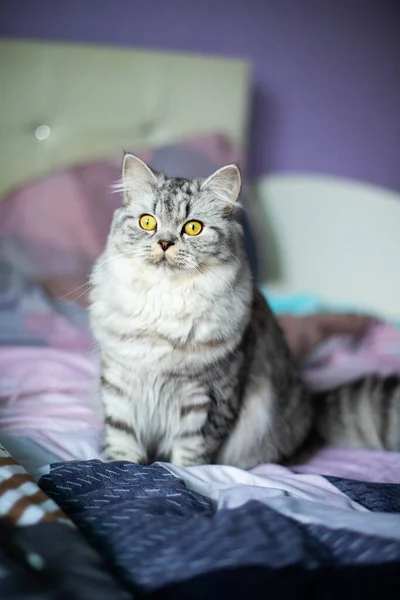 Mignon portrait de chat persan assis sur le canapé — Photo