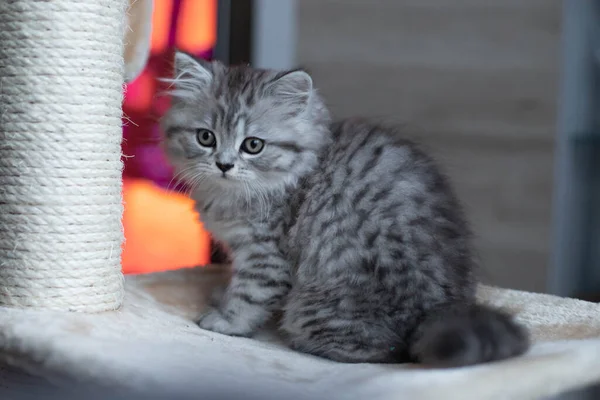 Chaton persan mignon assis sur le canapé à la maison — Photo