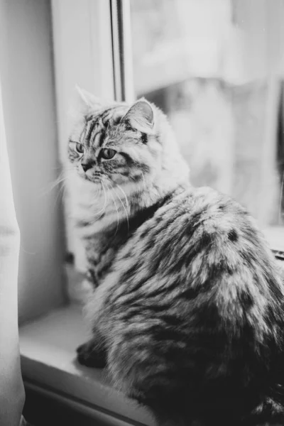 Retrato bonito gato persa sentado no chão perto da janela — Fotografia de Stock