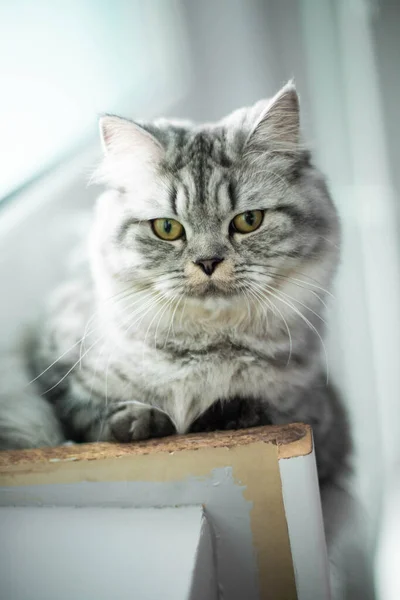 Retrato de gato persa lindo sentado en el alféizar de la ventana —  Fotos de Stock