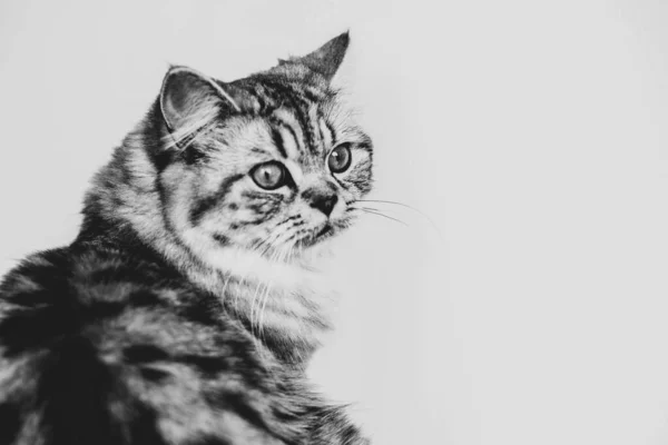Lindo gato persa sentado retrato en blanco y negro —  Fotos de Stock