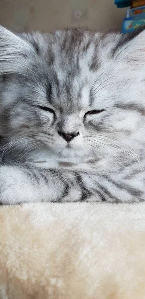 Gatinho persa bonito dorme em casa — Fotografia de Stock