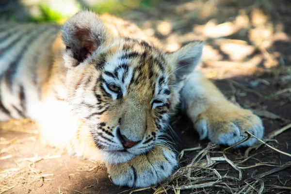 Lieve tijger baby ligt te slapen op het land. — Stockfoto
