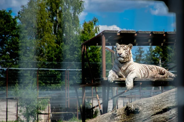 White tiger is sitting on the ground behind a cage. — Stock Photo, Image