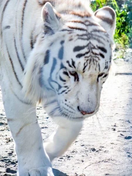 Bílý tygr kráčí po zemi . — Stock fotografie