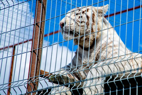 White tiger is sitting on the ground behind a cage. — Stock Photo, Image