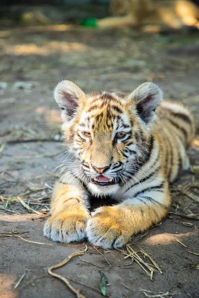 Sladké tygří dítě leží na zemi. — Stock fotografie