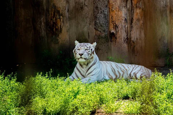 White tiger is sitting on the ground behind a cage. — Foto Stock