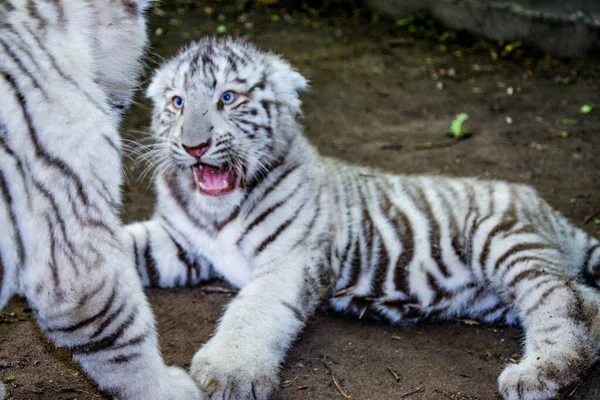 Witte tijgers baby ligt op de grond . — Stockfoto