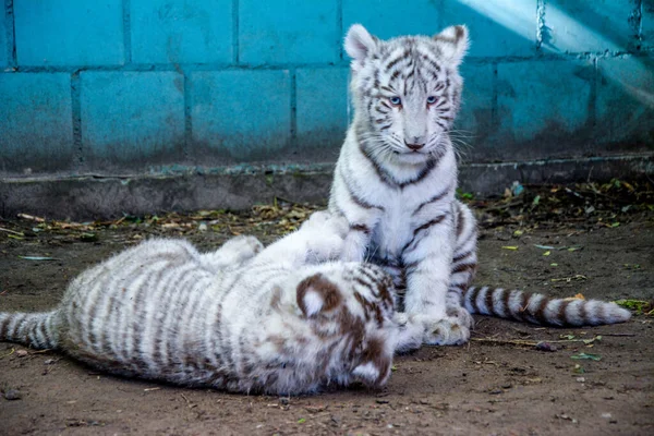 Dva bílí tygři sedí na zemi. . — Stock fotografie