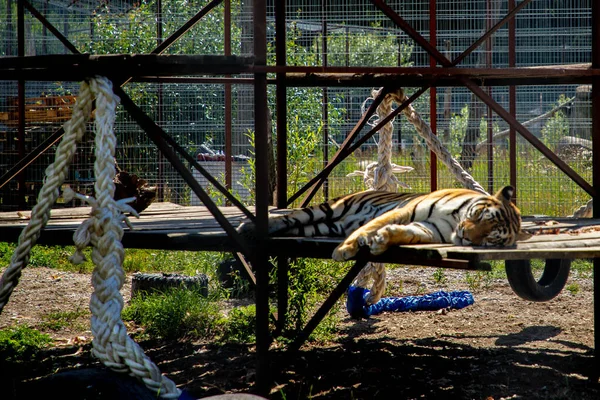 Tijger ligt te slapen op het land achter een kooi in ZOO — Stockfoto