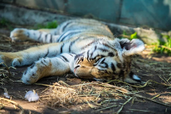 Sladké tygří děťátko spí na zemi. — Stock fotografie