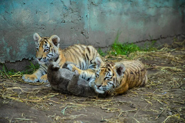 Two sweet tiger baby is lying on the land. — Stock Photo, Image