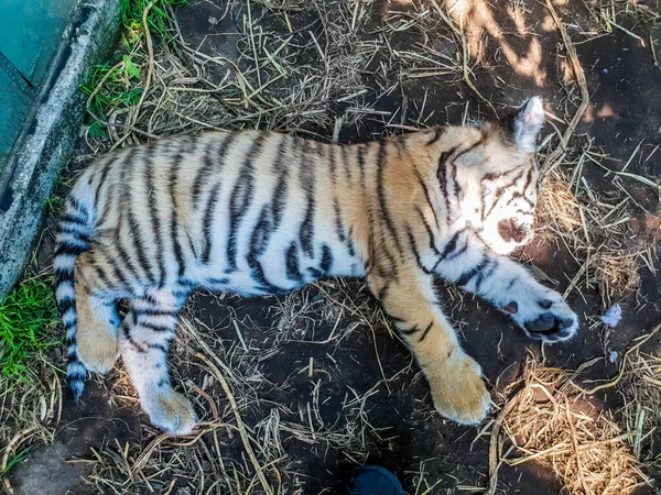 Γλυκό μωρό τίγρης κοιμάται στη γη. — Φωτογραφία Αρχείου