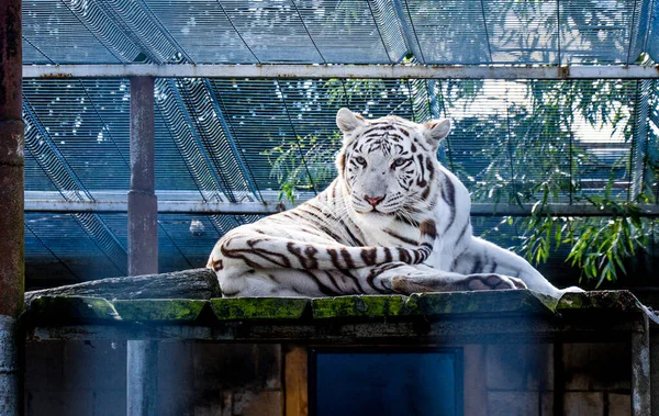 White tiger is sitting on the ground behind a cage. — Stock Photo, Image