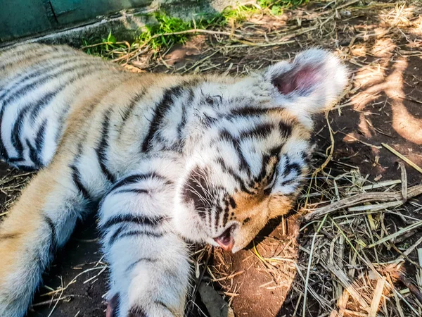 Sweet tiger baby is lying sleep on the land. — Stock Photo, Image