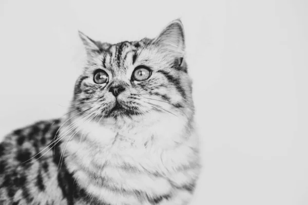 Lindo gato persa sentado retrato en blanco y negro —  Fotos de Stock